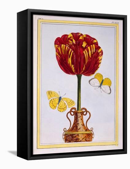 Tulip 'Le Drap D'Or, C.1776-Pierre-Joseph Buchoz-Framed Stretched Canvas