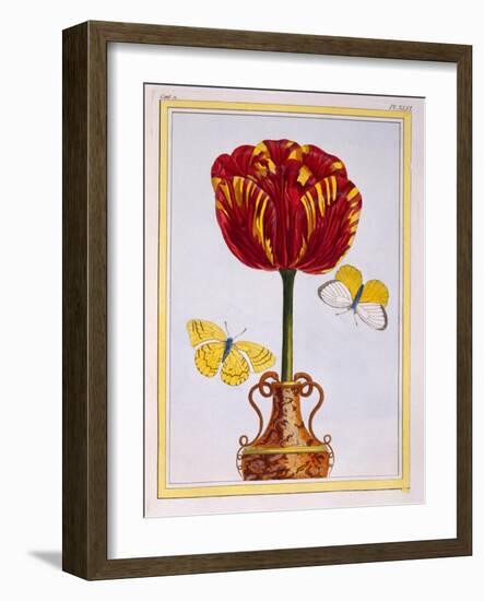 Tulip 'Le Drap D'Or, C.1776-Pierre-Joseph Buchoz-Framed Giclee Print