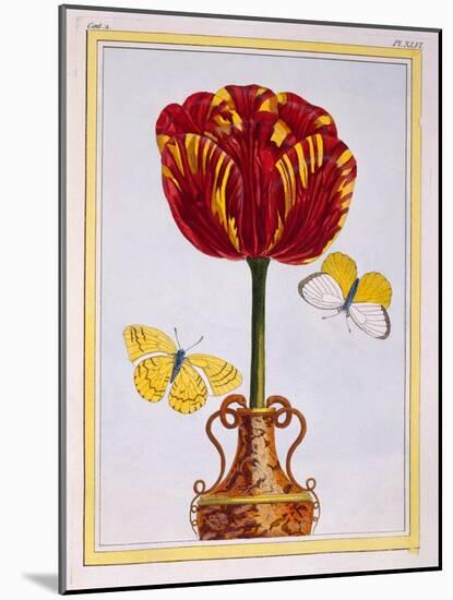 Tulip 'Le Drap D'Or, C.1776-Pierre-Joseph Buchoz-Mounted Giclee Print