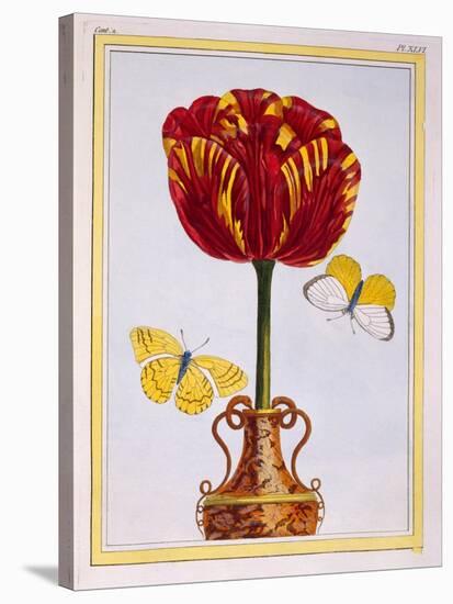 Tulip 'Le Drap D'Or, C.1776-Pierre-Joseph Buchoz-Stretched Canvas