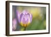 Tulip ‘Lilac Wonder'-Cora Niele-Framed Photographic Print