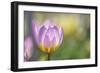 Tulip ‘Lilac Wonder'-Cora Niele-Framed Photographic Print