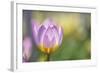 Tulip ‘Lilac Wonder'-Cora Niele-Framed Photographic Print