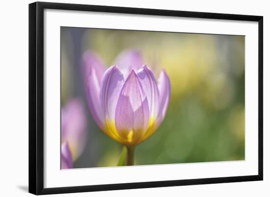 Tulip ‘Lilac Wonder'-Cora Niele-Framed Photographic Print