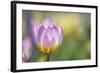 Tulip ‘Lilac Wonder'-Cora Niele-Framed Photographic Print