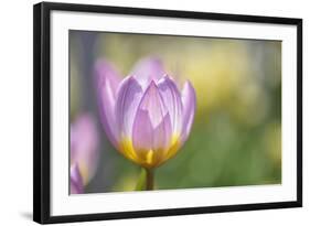 Tulip ‘Lilac Wonder'-Cora Niele-Framed Photographic Print