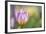 Tulip ‘Lilac Wonder'-Cora Niele-Framed Photographic Print