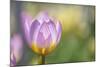 Tulip ‘Lilac Wonder'-Cora Niele-Mounted Photographic Print