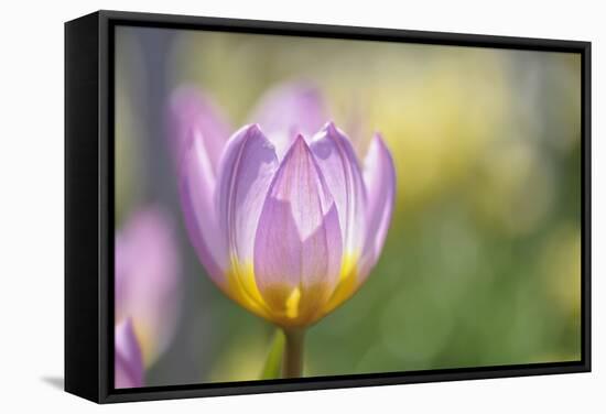 Tulip ‘Lilac Wonder'-Cora Niele-Framed Stretched Canvas