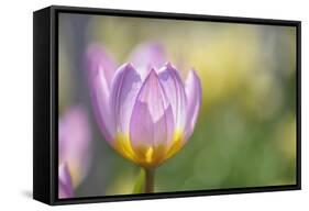 Tulip ‘Lilac Wonder'-Cora Niele-Framed Stretched Canvas