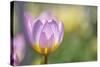 Tulip ‘Lilac Wonder'-Cora Niele-Stretched Canvas