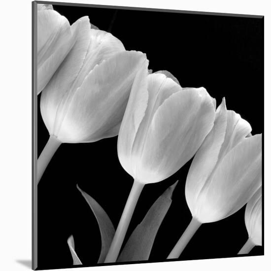 Tulip Line-null-Mounted Art Print