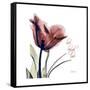 Tulip Live Laugh Love-Albert Koetsier-Framed Stretched Canvas