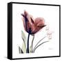 Tulip Live Laugh Love-Albert Koetsier-Framed Stretched Canvas