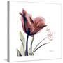 Tulip Live Laugh Love-Albert Koetsier-Stretched Canvas