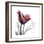 Tulip Live Laugh Love-Albert Koetsier-Framed Premium Giclee Print