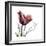 Tulip Live Laugh Love-Albert Koetsier-Framed Premium Giclee Print