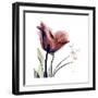 Tulip Live Laugh Love-Albert Koetsier-Framed Premium Giclee Print