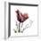 Tulip Live Laugh Love-Albert Koetsier-Framed Premium Giclee Print