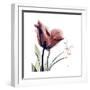 Tulip Live Laugh Love-Albert Koetsier-Framed Premium Giclee Print