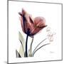 Tulip Live Laugh Love-Albert Koetsier-Mounted Premium Giclee Print