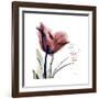 Tulip Live Laugh Love-Albert Koetsier-Framed Premium Giclee Print