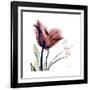 Tulip Live Laugh Love-Albert Koetsier-Framed Premium Giclee Print