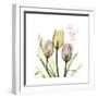 Tulip Love-Albert Koetsier-Framed Premium Giclee Print