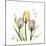 Tulip Love-Albert Koetsier-Mounted Premium Giclee Print