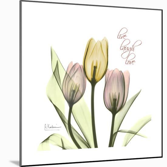 Tulip Love-Albert Koetsier-Mounted Premium Giclee Print
