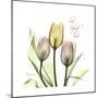 Tulip Love-Albert Koetsier-Mounted Premium Giclee Print