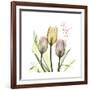 Tulip Love-Albert Koetsier-Framed Premium Giclee Print