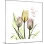 Tulip Love-Albert Koetsier-Mounted Premium Giclee Print