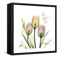 Tulip Love-Albert Koetsier-Framed Stretched Canvas