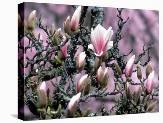 Tulip Magnolia Bloom, Washington, USA-William Sutton-Stretched Canvas