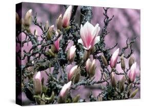 Tulip Magnolia Bloom, Washington, USA-William Sutton-Stretched Canvas