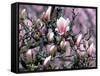 Tulip Magnolia Bloom, Washington, USA-William Sutton-Framed Stretched Canvas