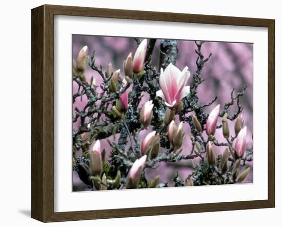 Tulip Magnolia Bloom, Washington, USA-William Sutton-Framed Photographic Print