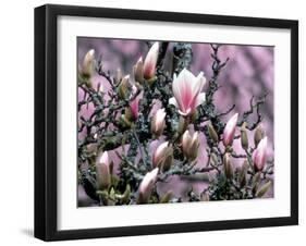 Tulip Magnolia Bloom, Washington, USA-William Sutton-Framed Photographic Print