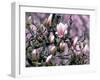 Tulip Magnolia Bloom, Washington, USA-William Sutton-Framed Photographic Print