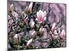 Tulip Magnolia Bloom, Washington, USA-William Sutton-Mounted Photographic Print