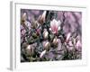 Tulip Magnolia Bloom, Washington, USA-William Sutton-Framed Photographic Print