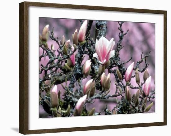 Tulip Magnolia Bloom, Washington, USA-William Sutton-Framed Photographic Print