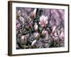Tulip Magnolia Bloom, Washington, USA-William Sutton-Framed Photographic Print