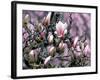 Tulip Magnolia Bloom, Washington, USA-William Sutton-Framed Photographic Print