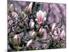 Tulip Magnolia Bloom, Washington, USA-William Sutton-Mounted Photographic Print