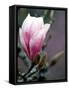 Tulip Magnolia Blossom, Washington Park Arboretum, Seattle, Washington, USA-William Sutton-Framed Stretched Canvas