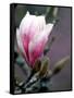 Tulip Magnolia Blossom, Washington Park Arboretum, Seattle, Washington, USA-William Sutton-Framed Stretched Canvas