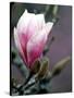 Tulip Magnolia Blossom, Washington Park Arboretum, Seattle, Washington, USA-William Sutton-Stretched Canvas