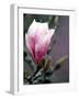 Tulip Magnolia Blossom, Washington Park Arboretum, Seattle, Washington, USA-William Sutton-Framed Photographic Print